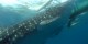 Philippines - 2012-01-16 - 140 - Whale Shark Beach